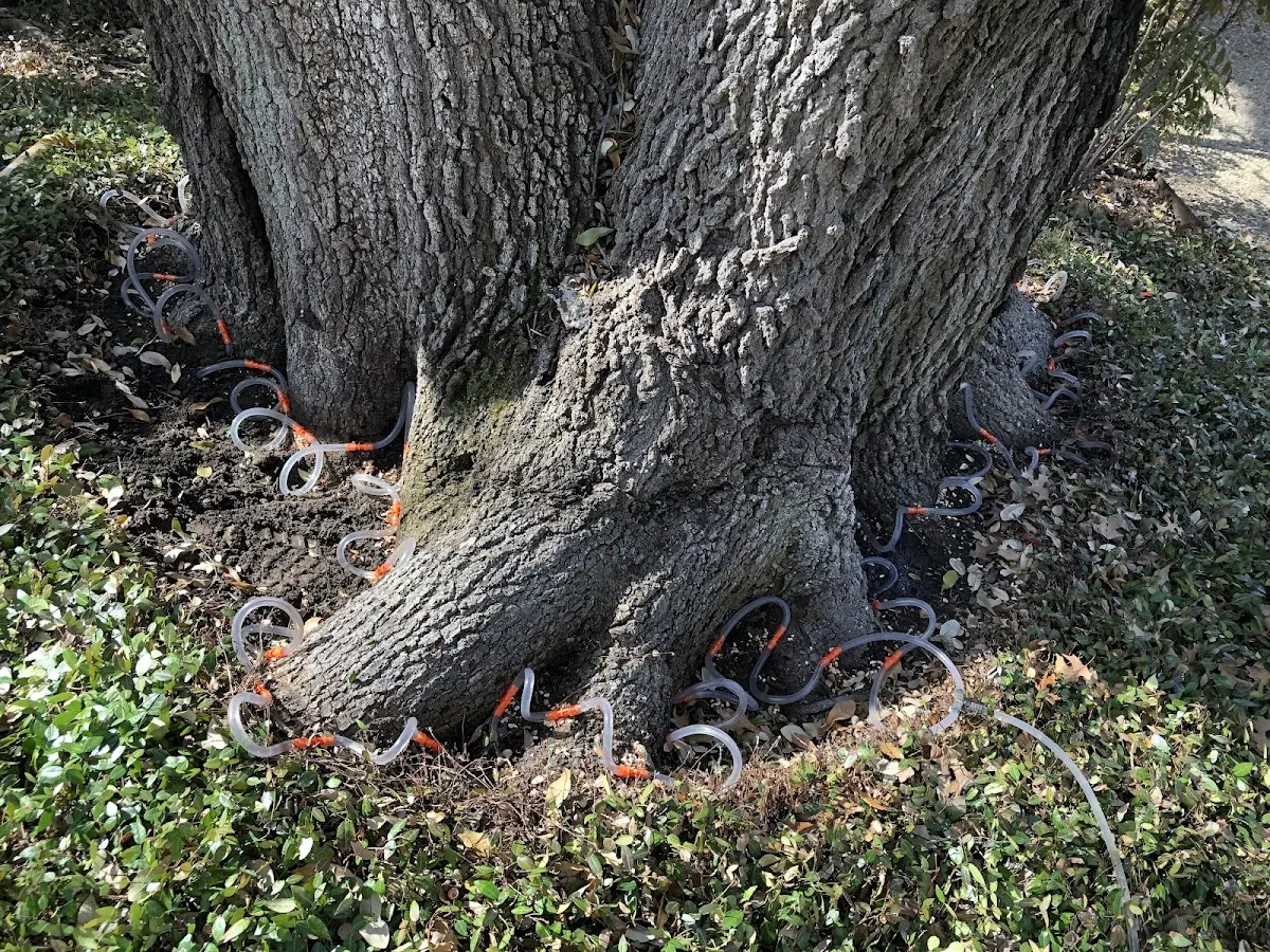 Detailed Tree Cabling and Bracing job site in Parksville