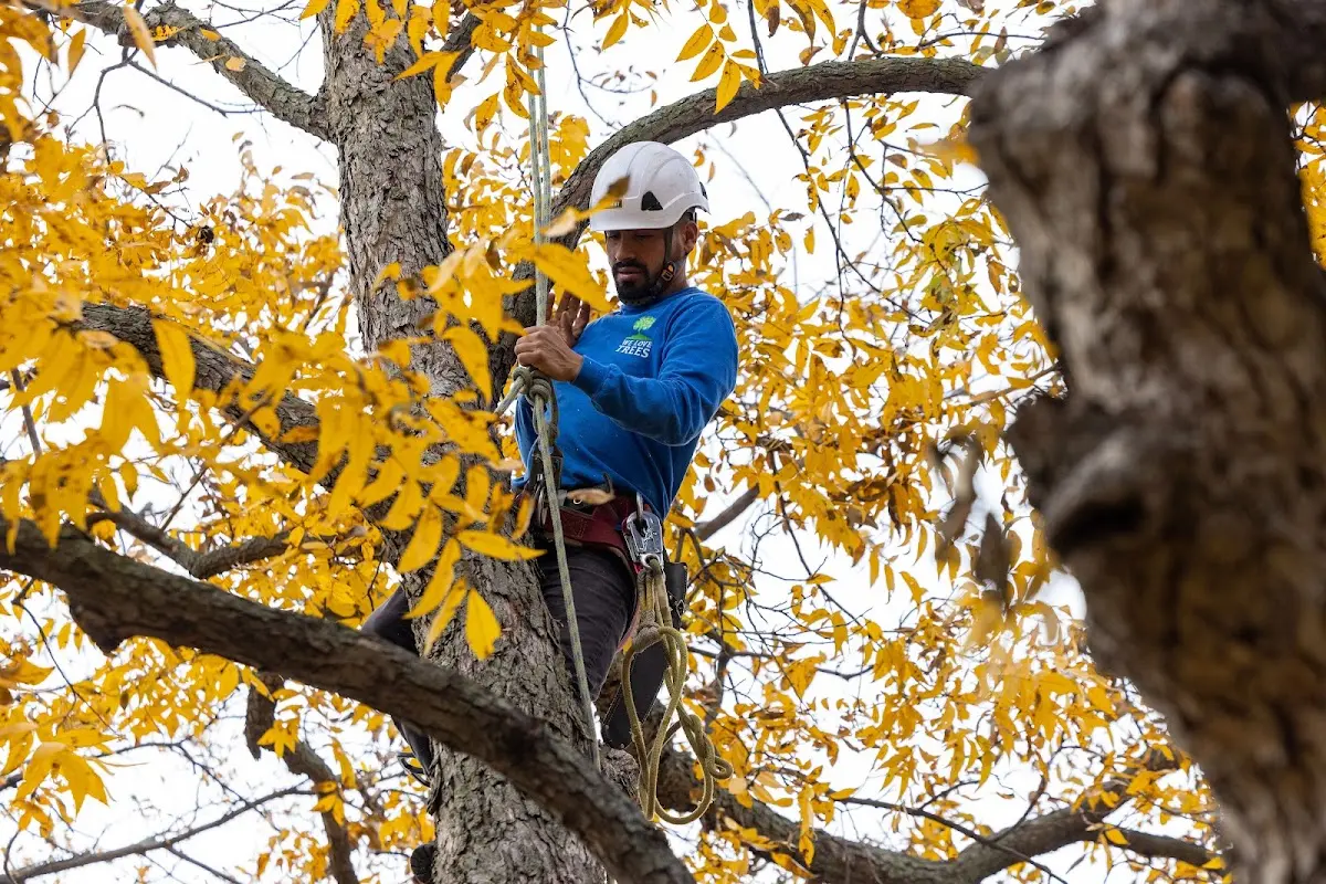 Skilled Tree Transplanting crew working in Parksville